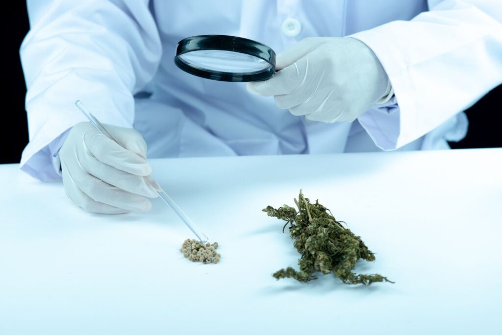 https://mygroundbiz.co.uk/exploring-the-benefits-of-medical-marijuana-for-chronic-traumatic-encephalopathy/