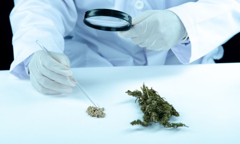 https://mygroundbiz.co.uk/exploring-the-benefits-of-medical-marijuana-for-chronic-traumatic-encephalopathy/