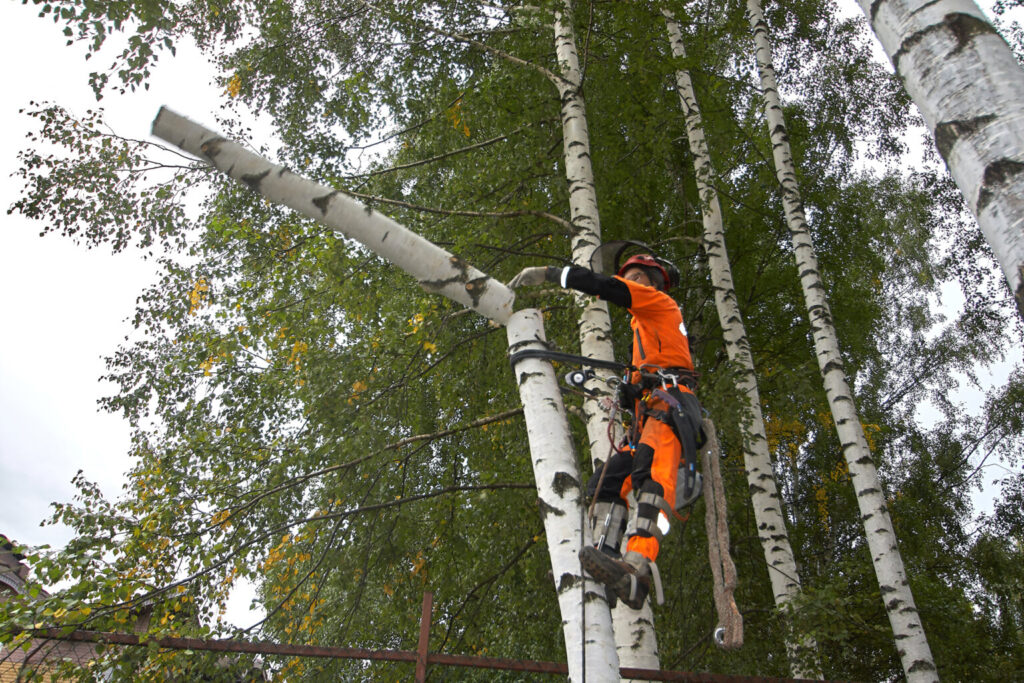 BW Tree Removal
