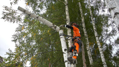BW Tree Removal