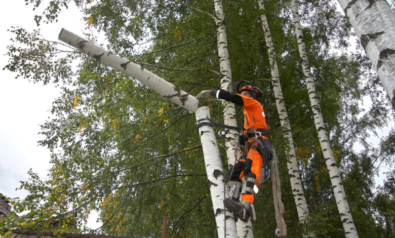 BW Tree Removal